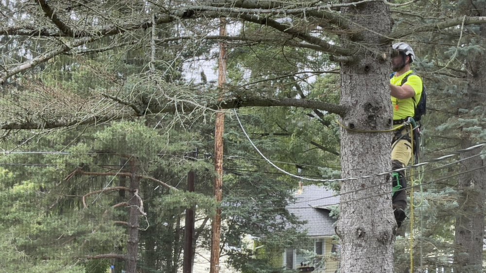 Bigfoot Tree Care