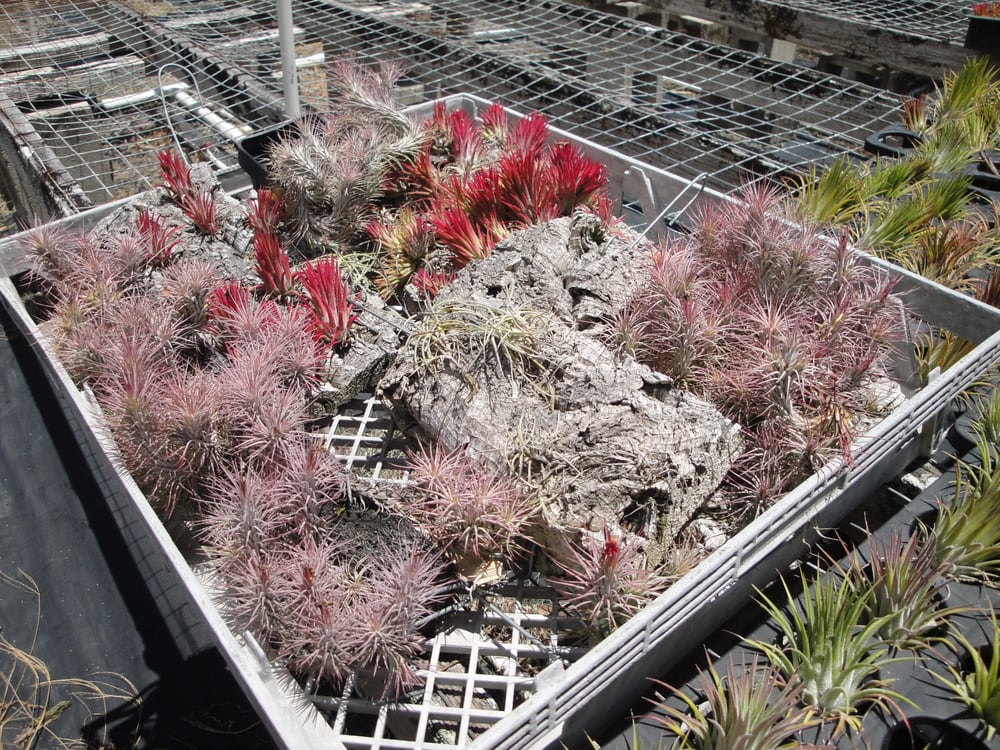 Air Plant Paradise Yelp Photo Of Kawamoto Orchid Nursery Honolulu Hi United States Air Plant Paradise