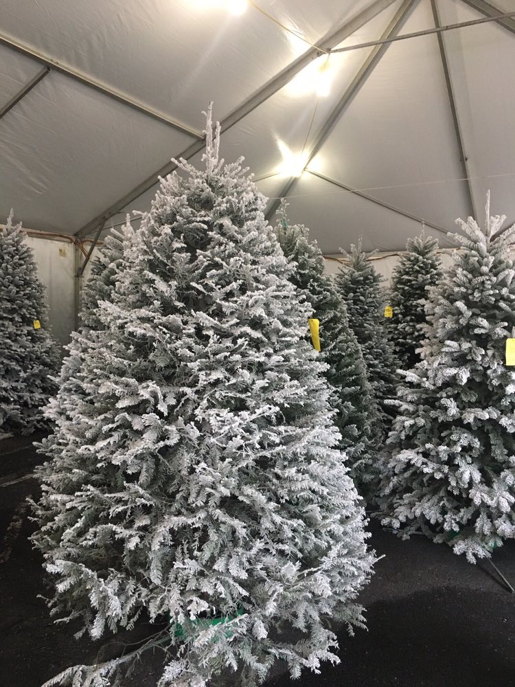 beautiful flocked grand fir and noble fir trees we got beautiful flocked grand fir and noble fir trees we got