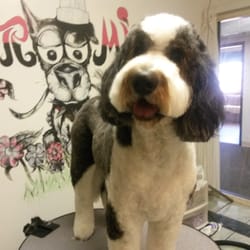 grooming lincoln ne s grooming hundesalon tiersalon 120 s 52nd st lincoln ne vereinigte grooming lincoln ne s grooming hundesalon tiersalon 120 s 52nd st lincoln ne vereinigte