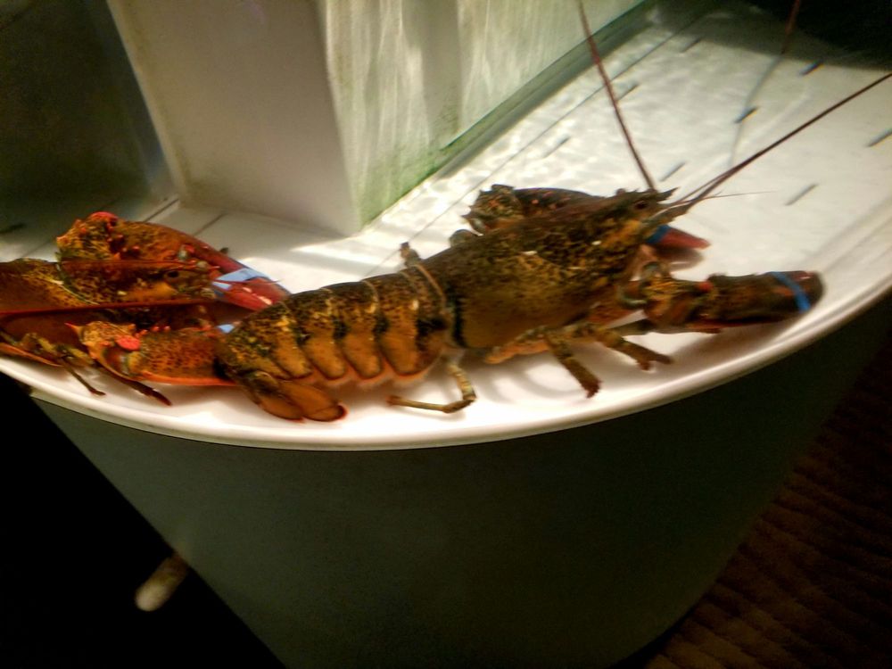 Rudy's Hideaway Lobster House Gift Card Rancho Cordova, CA Giftly