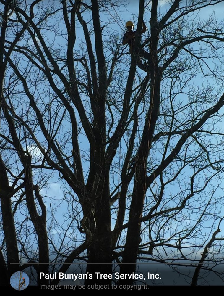 Paul Bunyan S Tree Service 16 Photos Services 1734 11th Paul Bunyan S Tree Service 16 Photos Services 1734 11th St Ne Roanoke Va Phone Number Last Updated December 12 2018 Yelp