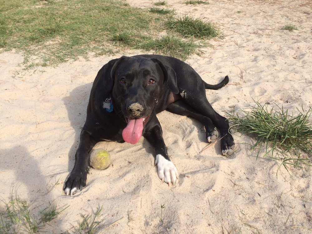 FuquayVarina Downtown Dog Park Dog Parks 110 Woodland Dr, Fuquay