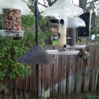wild birds unlimited 27 reviews bird shops 692 wild birds unlimited 27 reviews bird shops 692