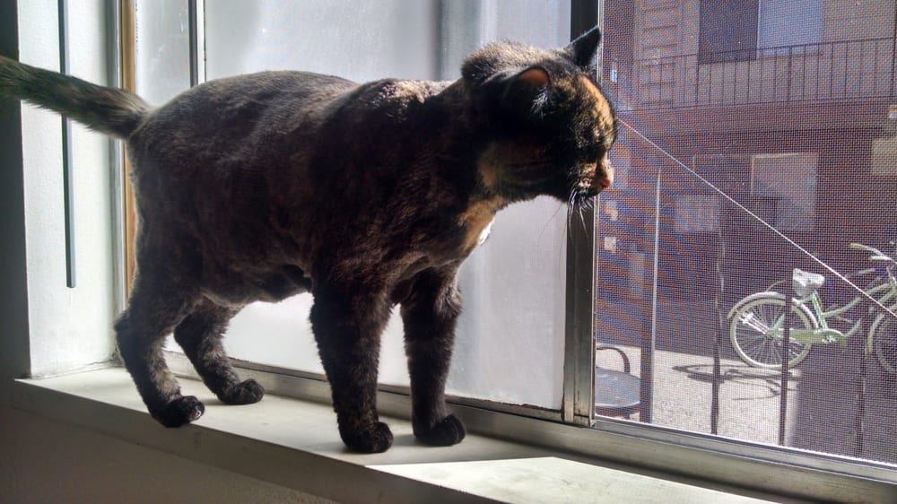 Hbj’s Grooming Pet Groomers 1460 N Ave, Grand Junction, CO Phone