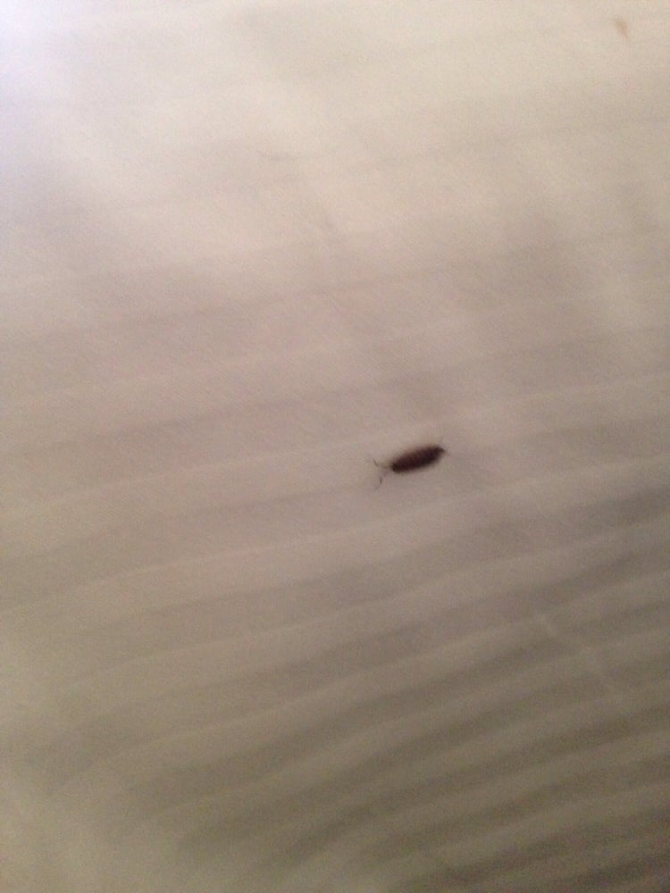 Omni Shoreham Hotel Bed Bugs Omni Shoreham Hotel Bed Bugs