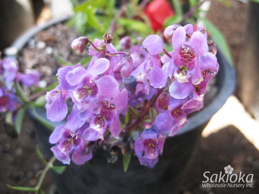 Sakioka Whole Nursery Inc 15761 Newland St Westminster Ca Reviews