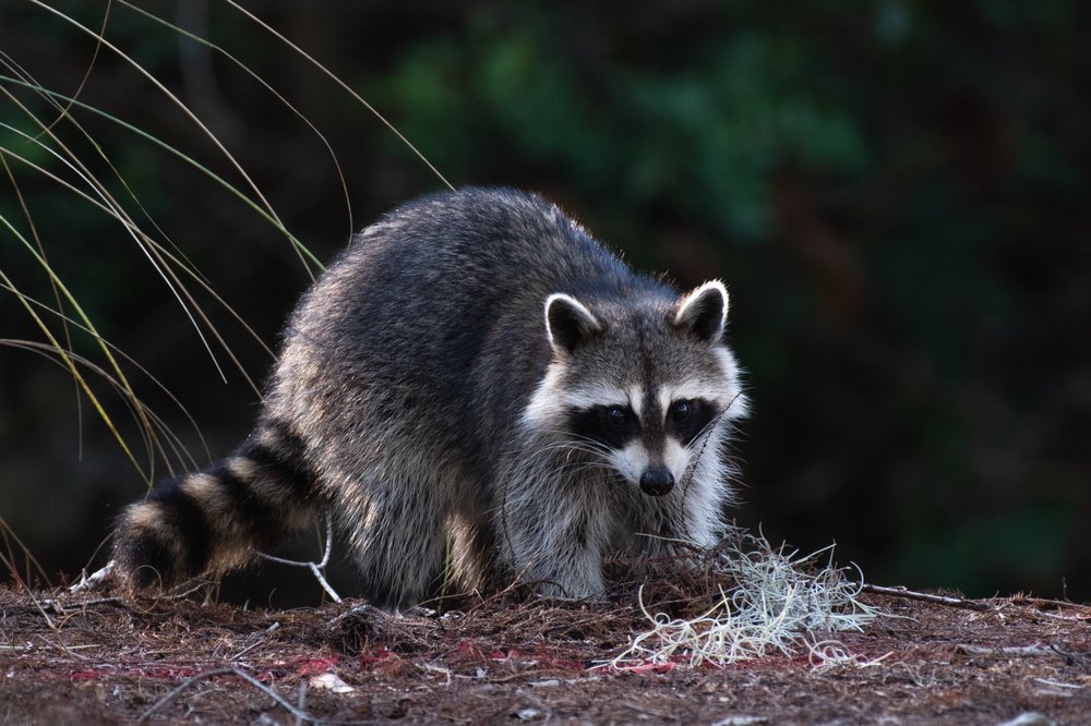 Verminx Pest Control