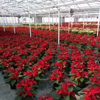 Pesche S Flowers 78 Photos 73 Reviews Nurseries Gardening Photo Of Pesche S Flowers Des Plaines Il United States Poinsettias