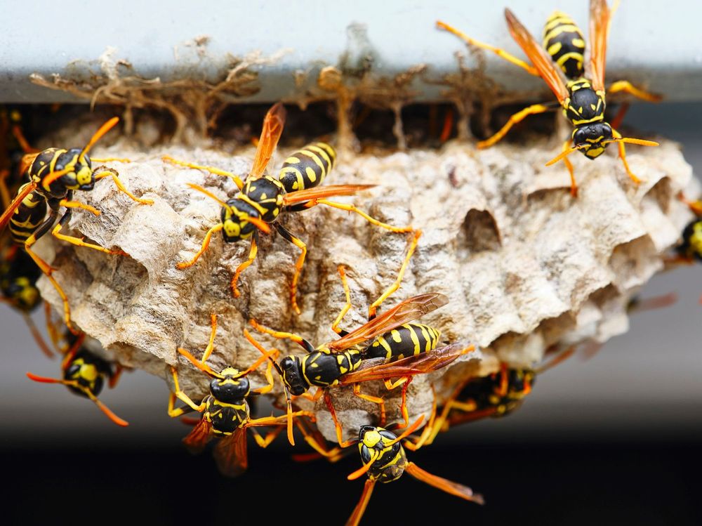 Best Pest Control