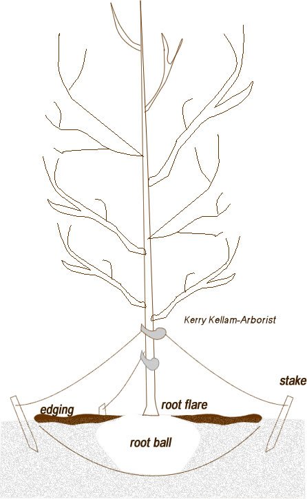 Kerry Kellam Certified and Consulting Arborist