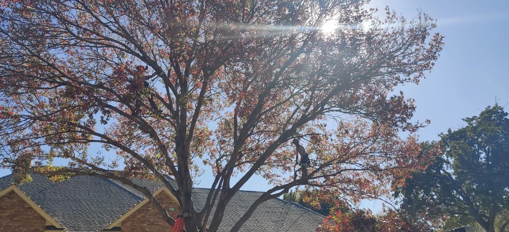 Marquez Tree Care