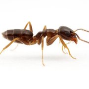 Photo of Ace Pest Control - Brisbane Queensland, Australia. Pest Control Melbourne