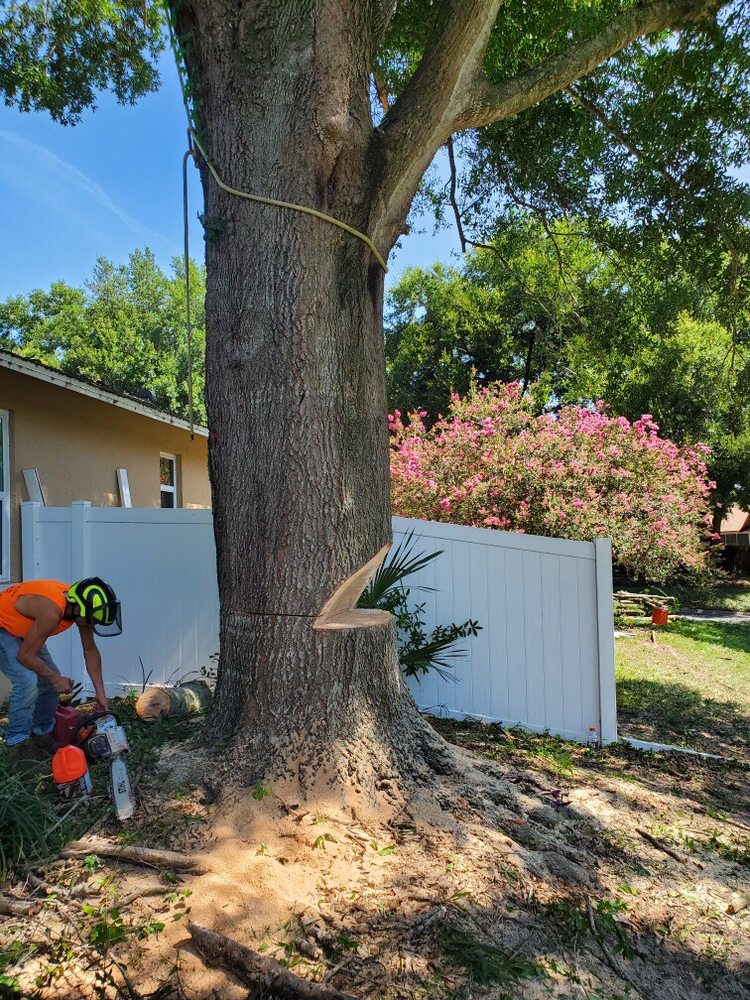 Above the Rest Tree Service
