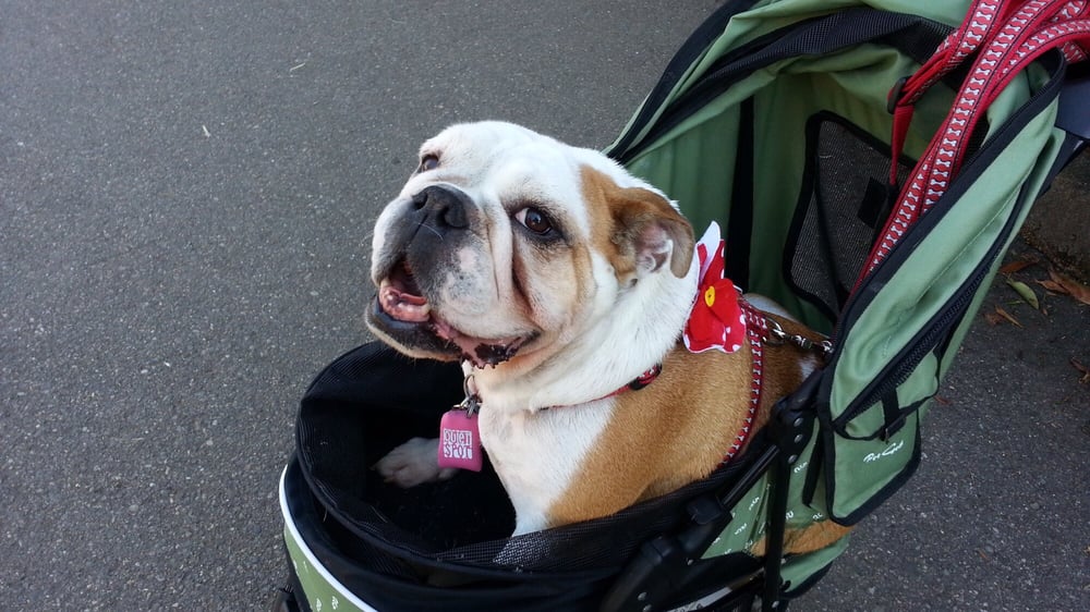 Bulldog Haven NW - Pet Adoption - Marysville, WA - Last Updated December 19, 2018 - Yelp