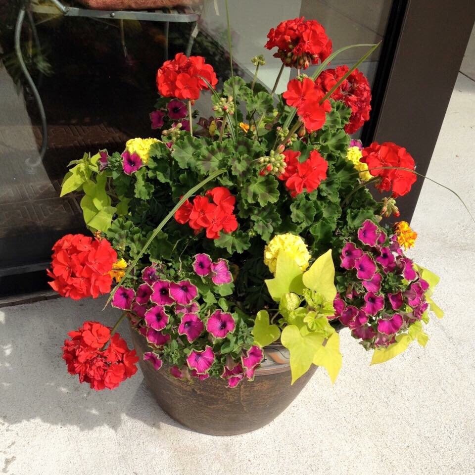 Cabbage Patch Greenhouses 50 Photos Nurseries & Gardening 220 W Plainview Rd, Springfield