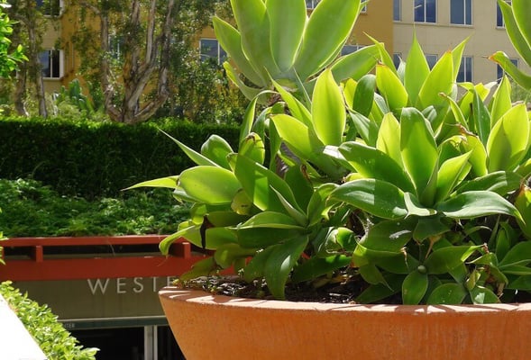 Western Asset Plaza, 385 E Colorado Blvd, Pasadena, CA - MapQuest