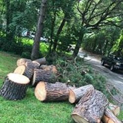 Out On A Limb Tree Service Services 5014 White Cedar Rd Photo Of Out On A Limb Tree Service Ladson Sc United States