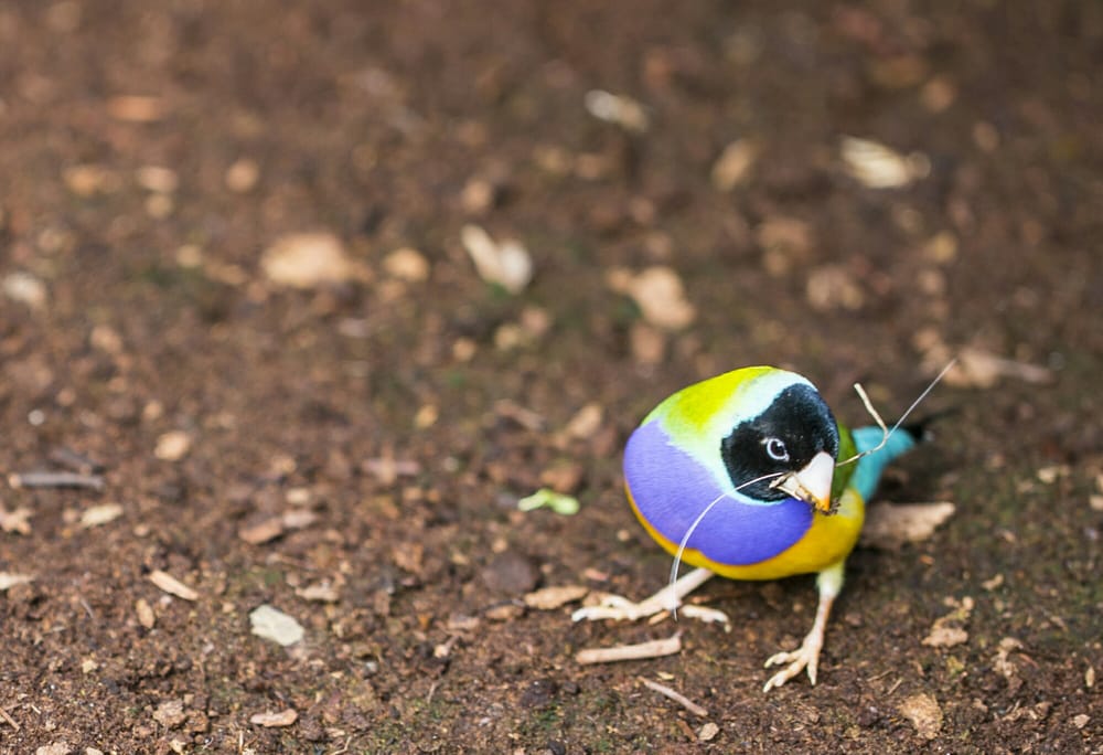 The Butterfly Place 208 Photos & 65 Reviews Venues & Event Spaces