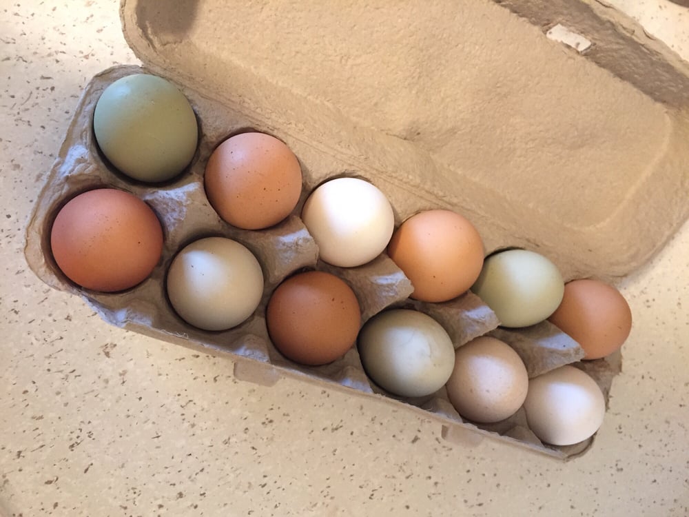 fresh organic eggs yelp fresh organic eggs yelp