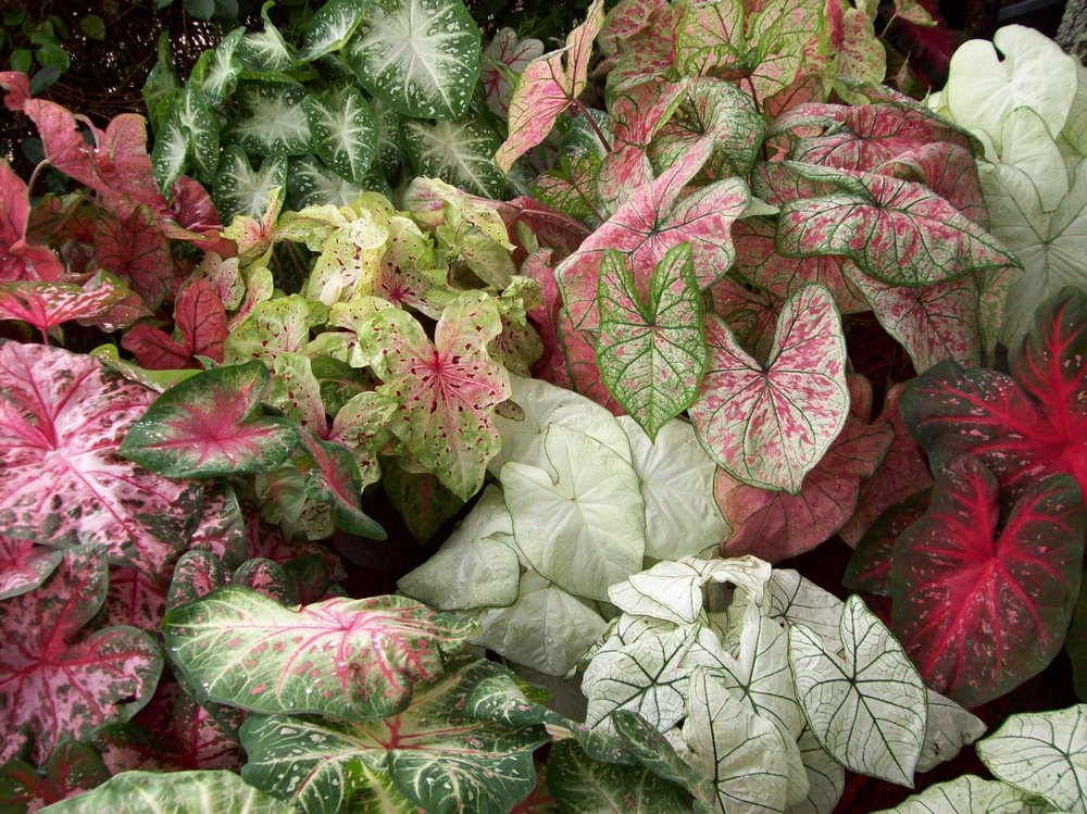 Caladium Bulbs 4 Less