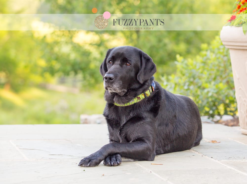 Fuzzypants Pet Photography