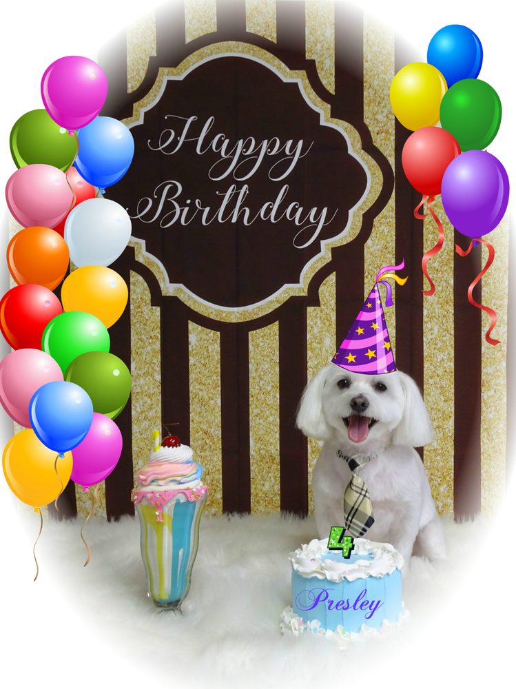 Happy Tails 808 Dog Grooming & Spa
