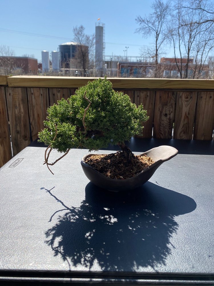 Superfly Bonsai