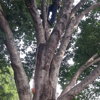 Highpoint Tree Care 37 Photos 16 Reviews Services The Photo Of Highpoint Tree Care The Woodlands Tx United States