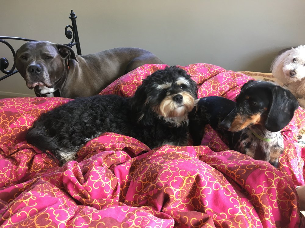 Maverick's Pet Sitting