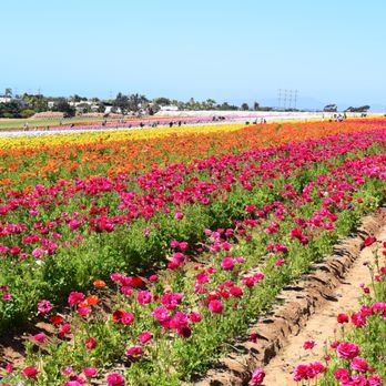 The Flower Fields - Temp. CLOSED - 3182 Photos 