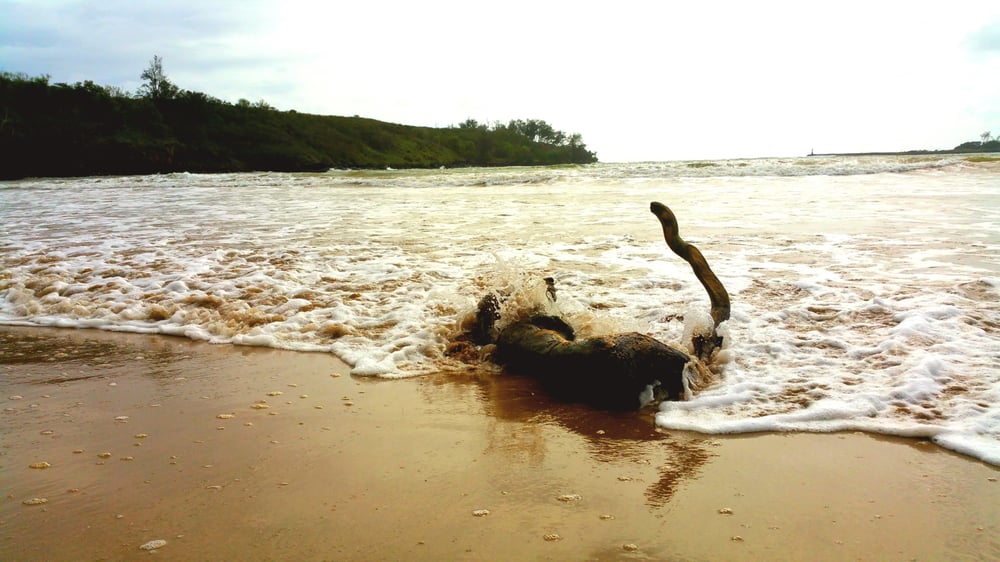 Hanamaulu Beach Park Beaches Hehi Rd, Hanamaulu, HI Yelp