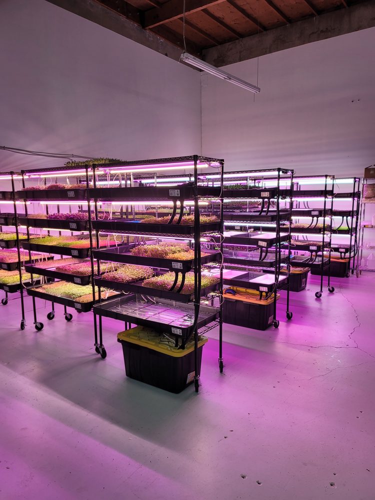 Delta Microgreens