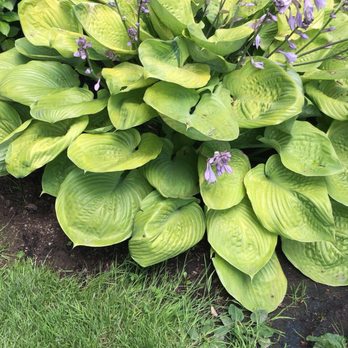 Hoyt Arboretum - 207 Photos & 103 Reviews - Botanical Gardens - 4000 SW