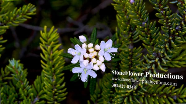 Stoneflower Productions