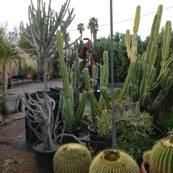 California Cactus Ranch 189 Photos 52 Reviews Nurseries Photo Of California Cactus Ranch Reseda Ca United States