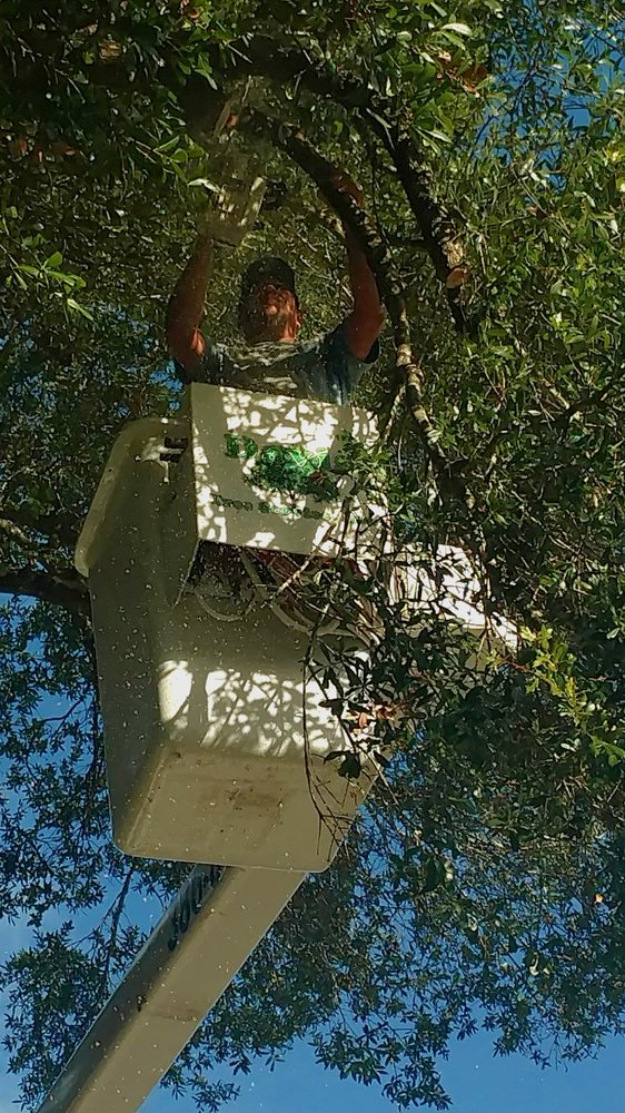 Owner John Davis Yelp Photo Of Davis Tree Service Deland Fl United States Owner John