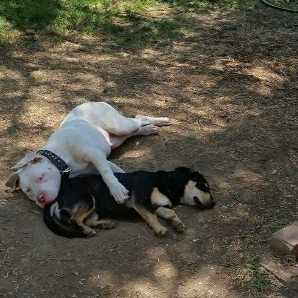 happy dogs happy owners