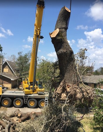The Tree Amigos