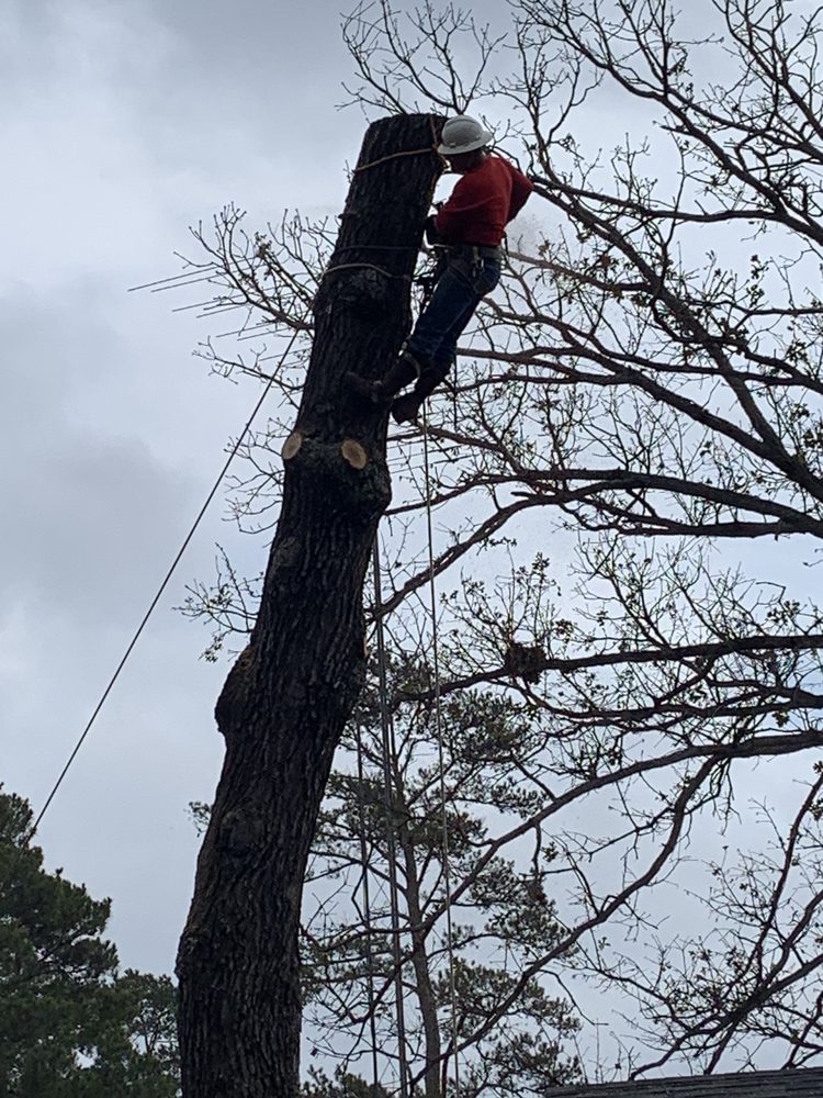 Lester's Tree Service