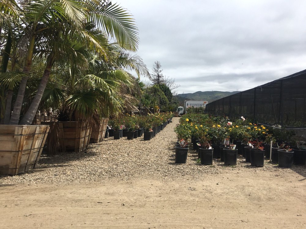 Photos For Growing Grounds Nursery Tree Outlet Yelp Photo Of Growing Grounds Nursery Tree Outlet Camarillo Ca United States