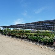 Briggs Tree Co Whole Nursery 55 Photos 50 Reviews Photo Of Briggs Tree Co Whole Nursery Vista Ca United States