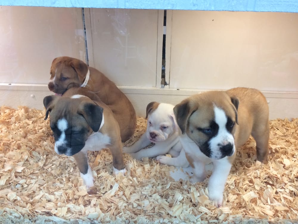 Pet and aquatic warehouse coupons