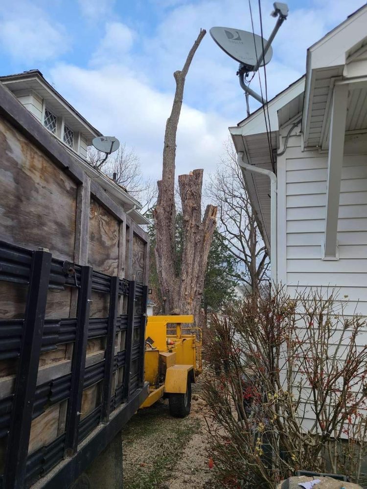 Dennison Tree Removal