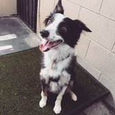 Vca Santa Monica Dog And Cat Hospital Reviews Vca Santa Monica Dog And Cat Hospital Reviews