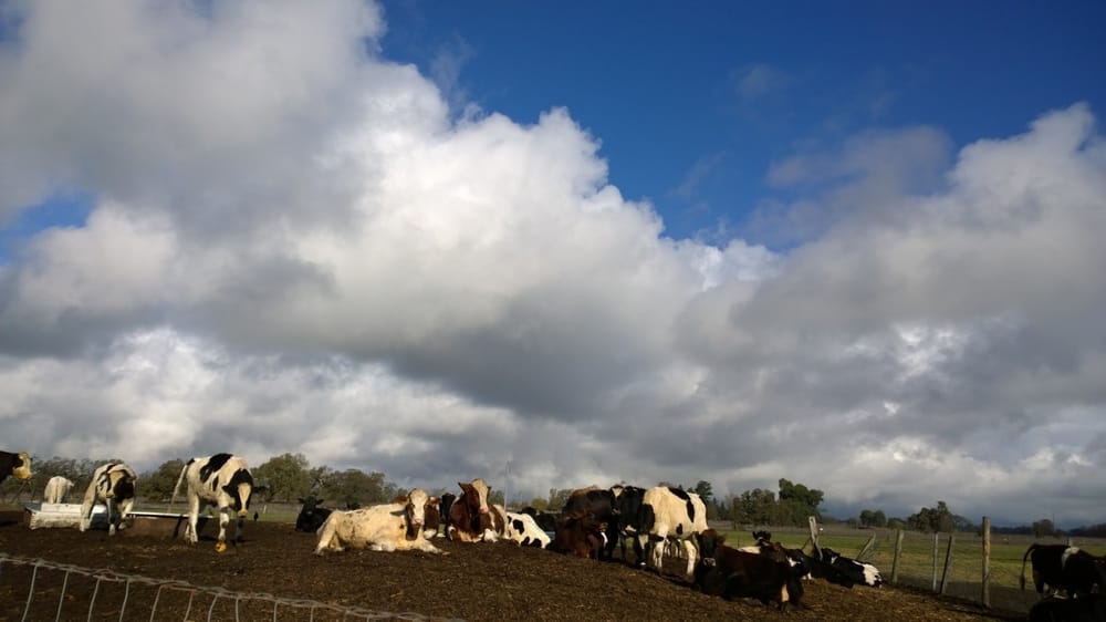 Joe Matos Cheese Factory 50 Photos & 77 Reviews Cheese Shops 3669 Llano Rd, Santa Rosa, CA