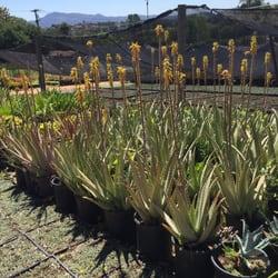 Sunsol Nursery 11 Reviews Nurseries Gardening 1138 Ln Photo Of Sunsol Nursery Escondido Ca United States