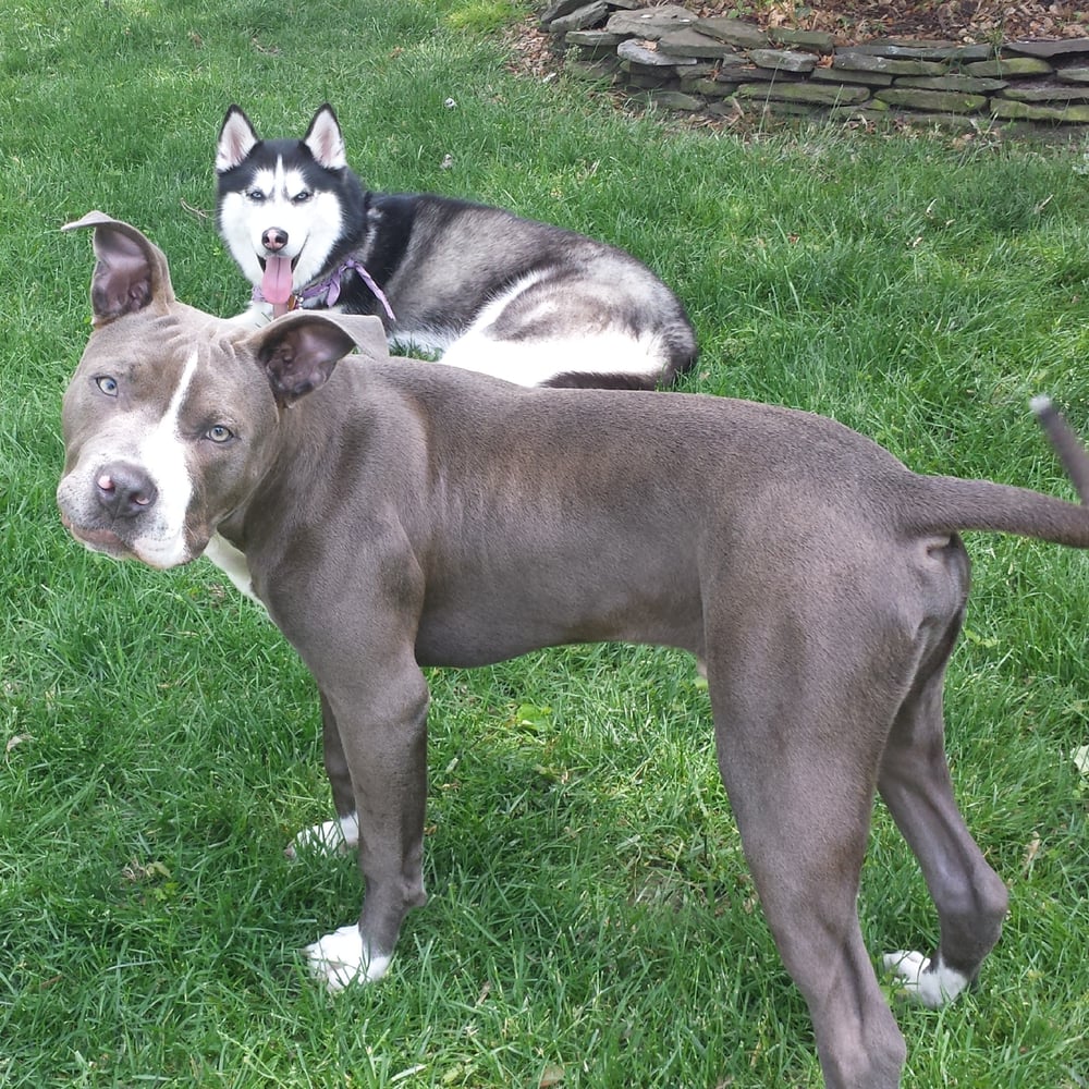 boarding prices near me k9 resorts daycare luxury hotel pet services 889 rt 35 middletown nj phone boarding prices near me k9 resorts daycare luxury hotel pet services 889 rt 35 middletown nj phone