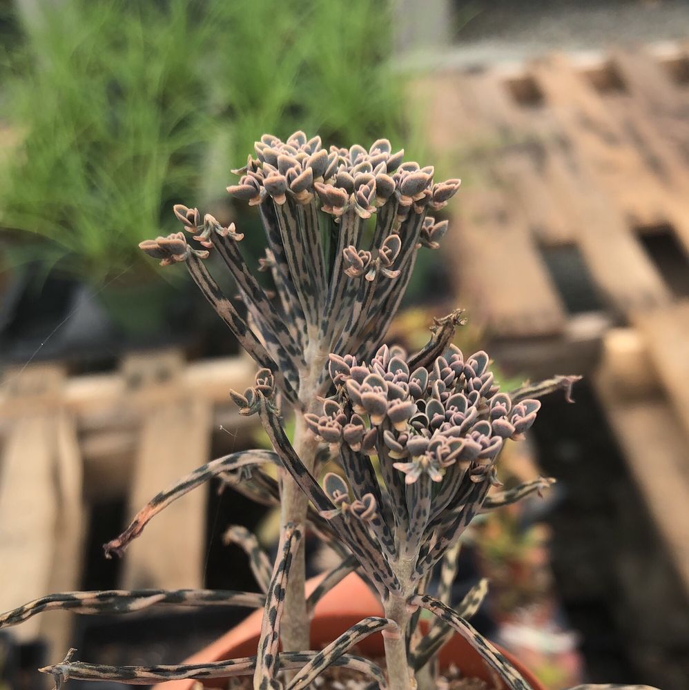 Meadows Farms Nurseries - Annandale