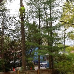 Tree Service Fair Lawn  Photo of Green Star Tree Experts - Fair Lawn, NJ, United States